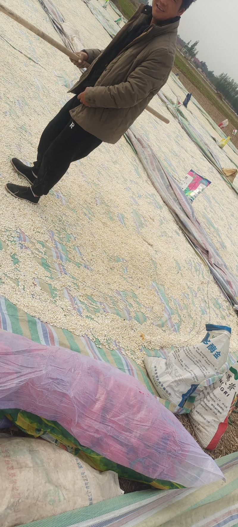 半夏干货货好量大从优点6点8产地发货长期供货