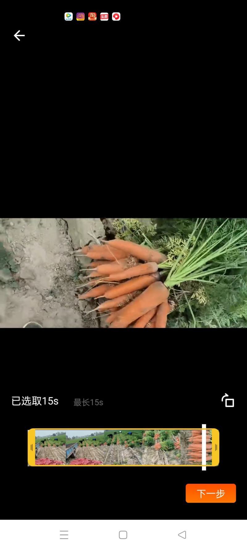 河南开封祥符区纯沙地胡萝卜大量上市
