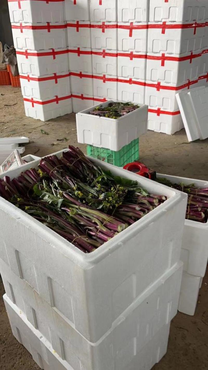 红菜苔菜苔白菜苔产地看货论价支持视频看货打款发货