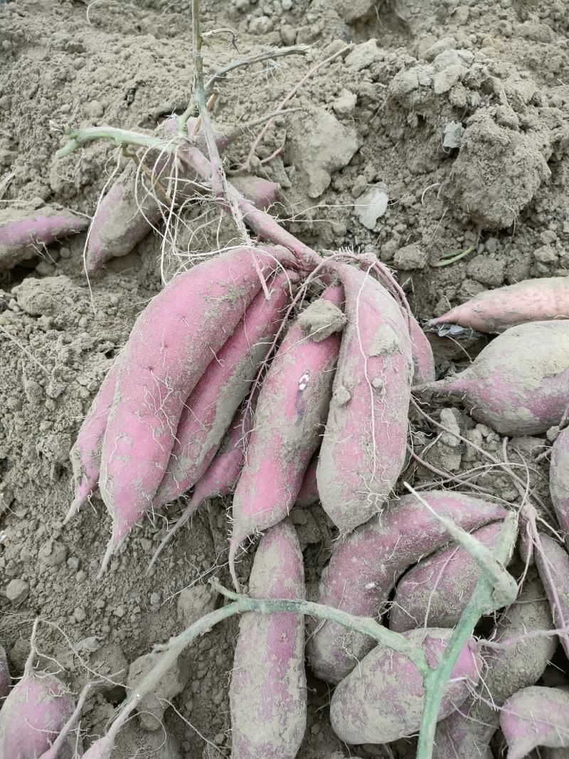 商薯19产地直供大量现货口感干面货源充足量大从优