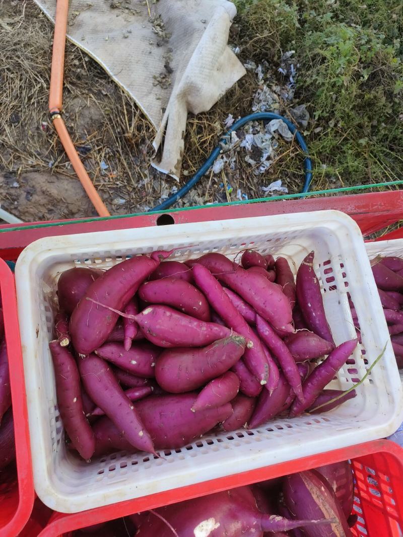 商薯19产地直供大量现货口感干面货源充足量大从优