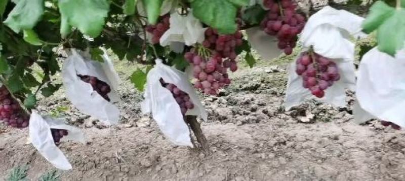 克伦生大量供应代收代发主要供应中等货源量大优惠