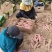 红薯烟暑25地窖货地头货西瓜红支持一件代