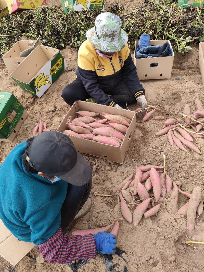 红薯烟暑25地窖货地头货西瓜红支持一件代