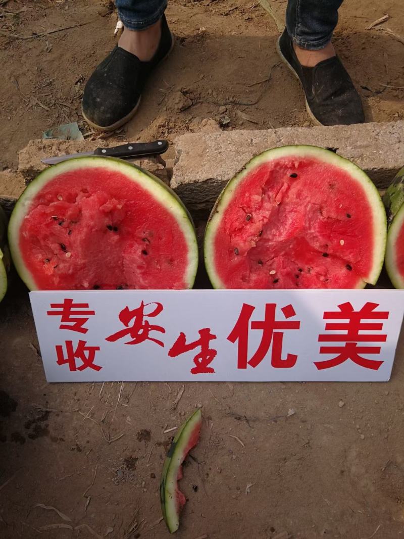 安生优美西瓜种子早熟大果耐低温易座果果皮硬不倒瓤