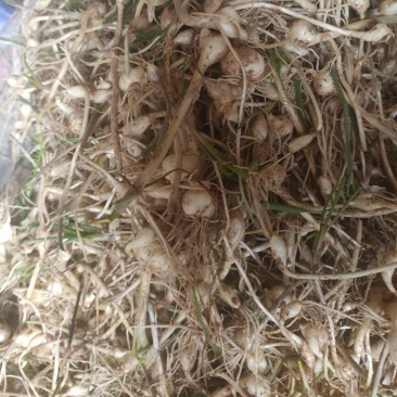 东北纯野生大脑瓜小根蒜
