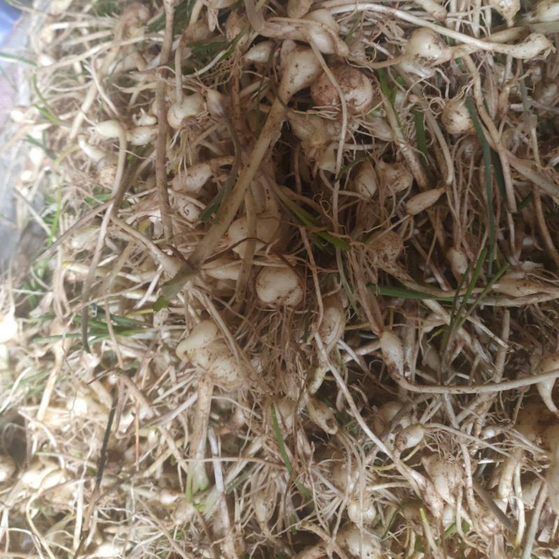 东北纯野生大脑瓜小根蒜