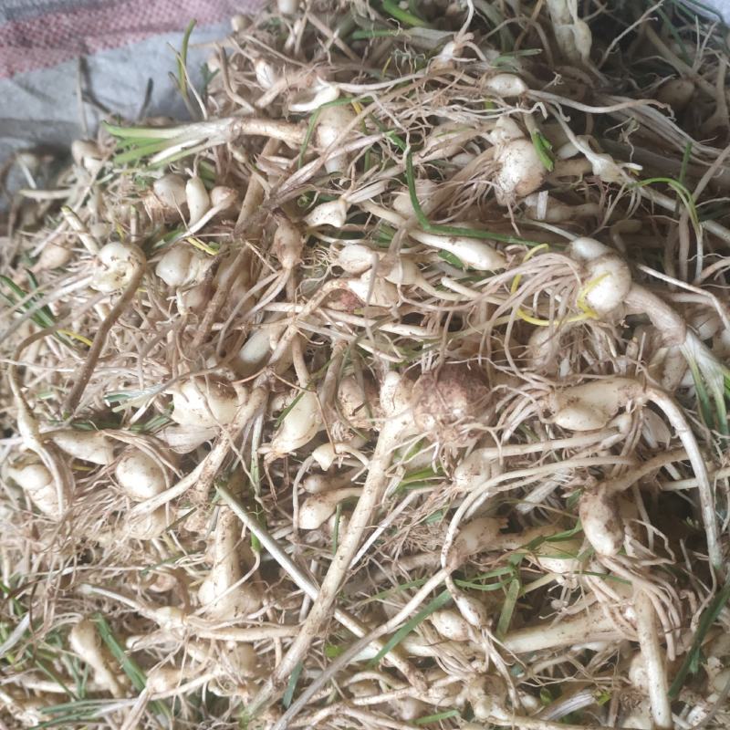 东北纯野生大脑瓜小根蒜