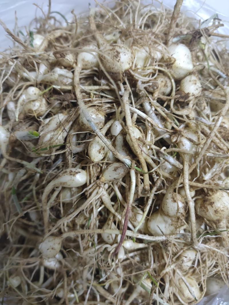 东北纯野生大脑瓜小根蒜