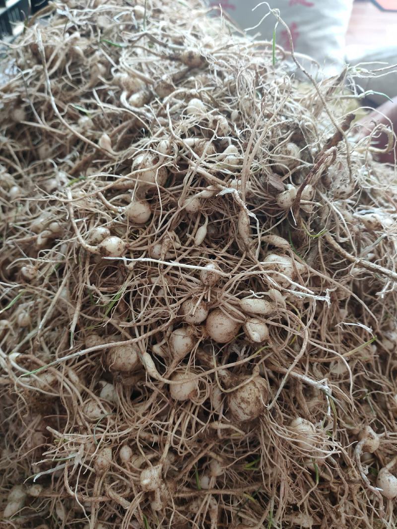 东北纯野生大脑瓜小根蒜