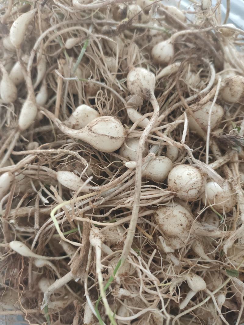 东北纯野生大脑瓜小根蒜