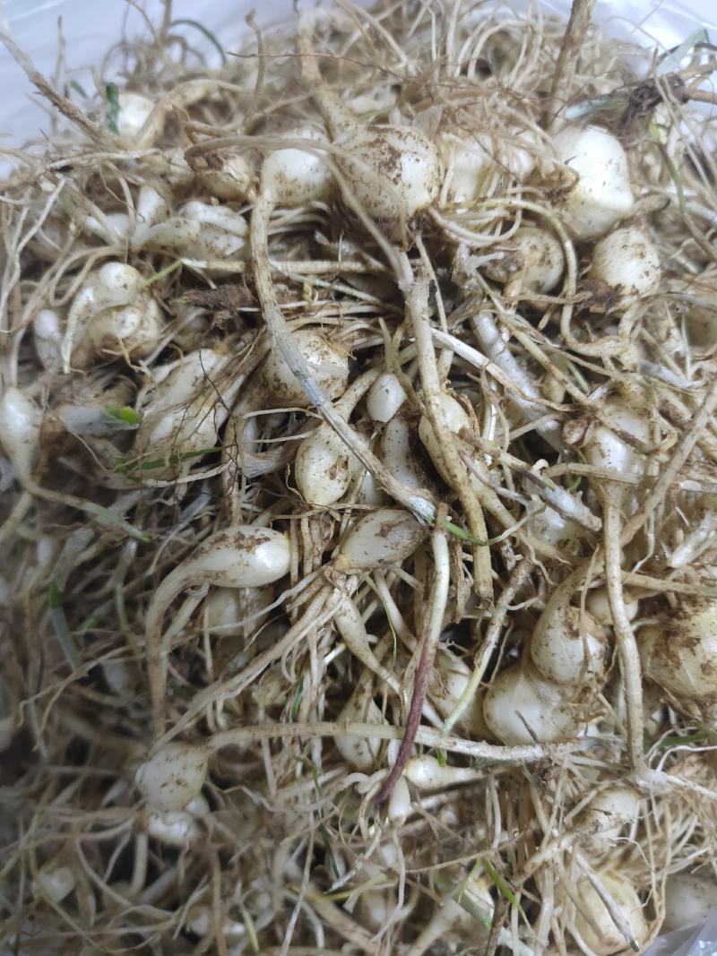 东北纯野生大脑瓜小根蒜