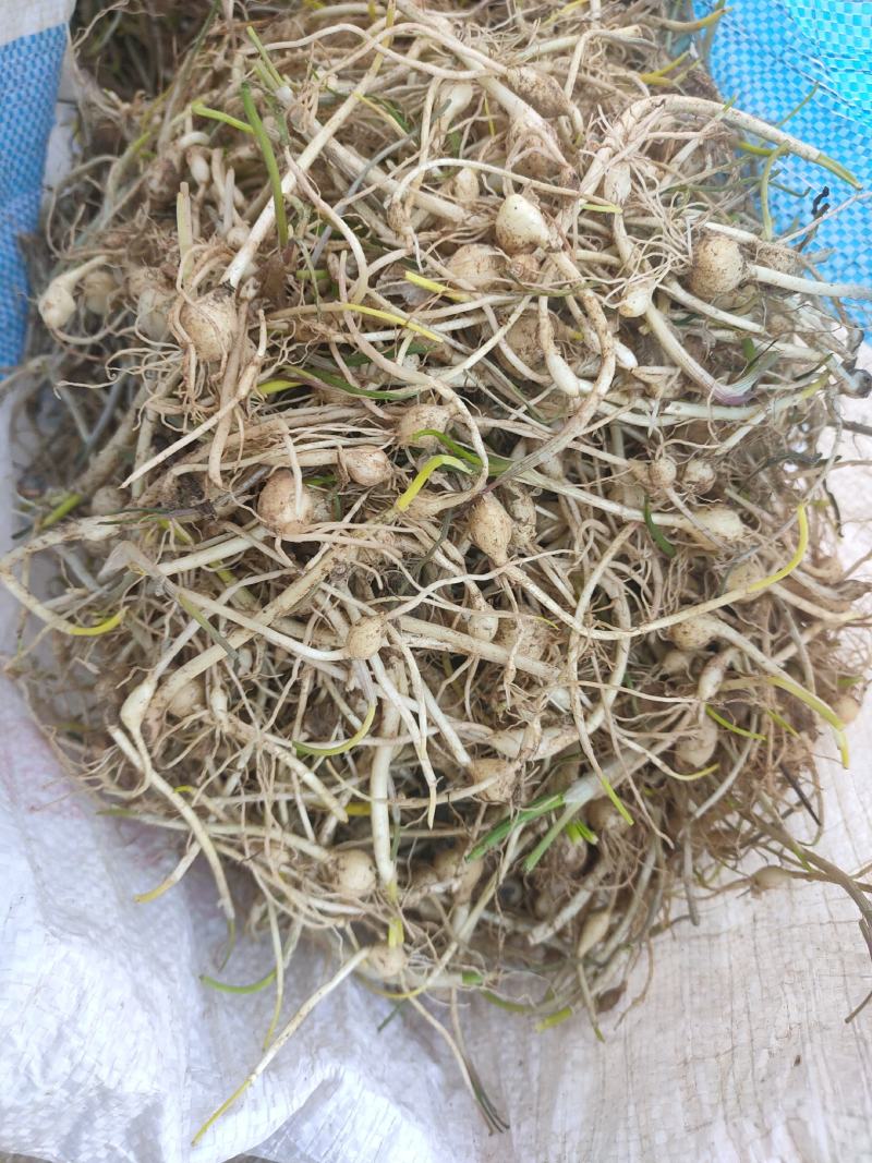 东北纯野生大脑瓜小根蒜