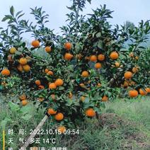 200亩爱媛果冻橙正在火热销售中，口感好，颜色漂亮。