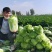 夏邑县青杂三号白菜，按需包装，助力家乡农产品