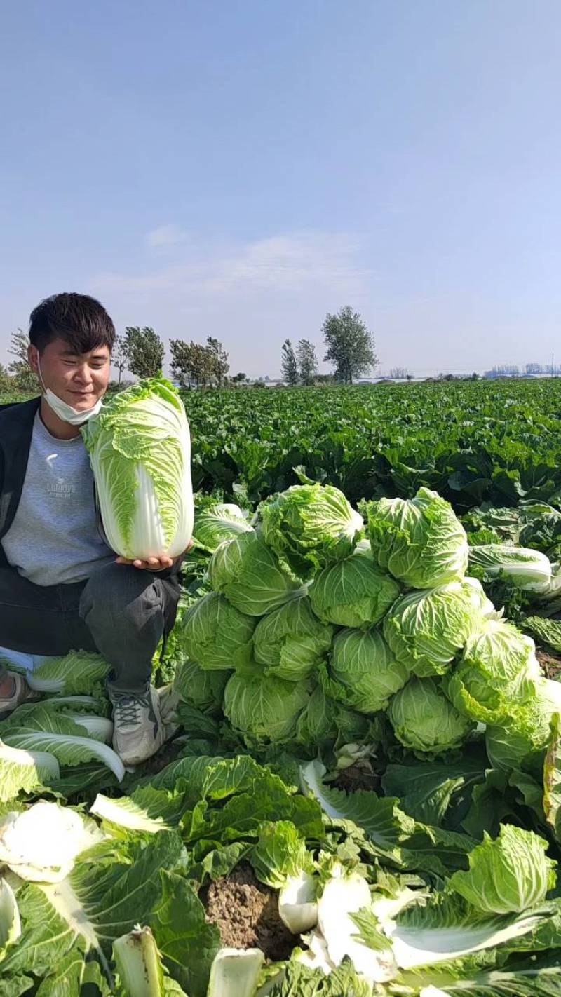 夏邑县青杂三号白菜，按需包装，助力家乡农产品