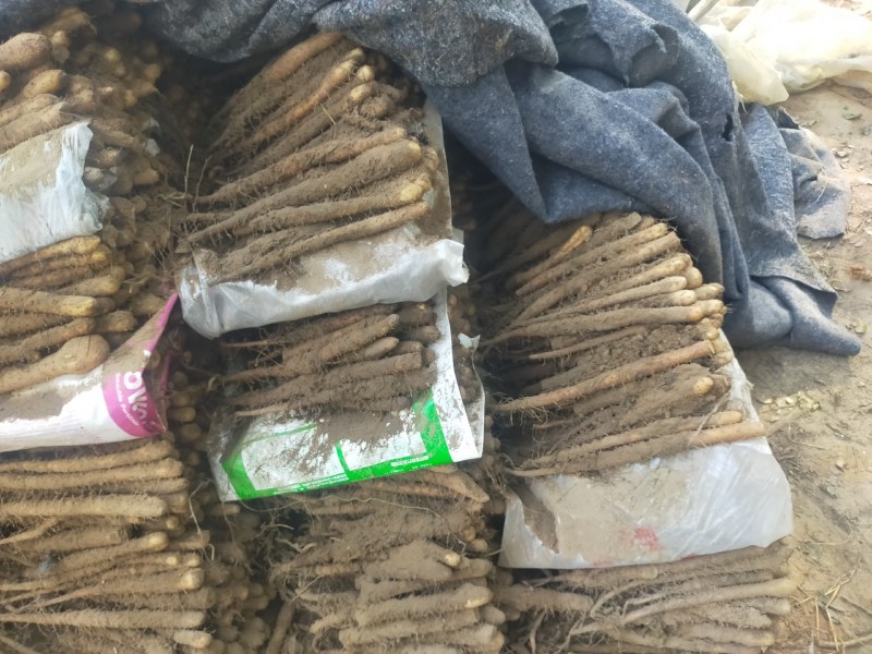 【精品】山药大量上市代发全国一手货源品质保证