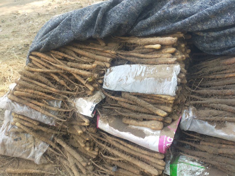【精品】山药大量上市代发全国一手货源品质保证