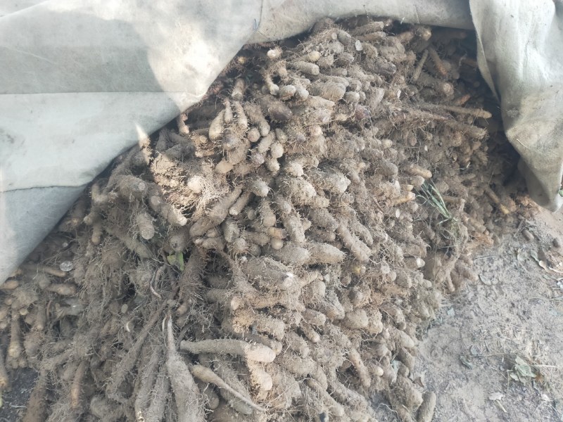 【精品】山药大量上市代发全国一手货源品质保证