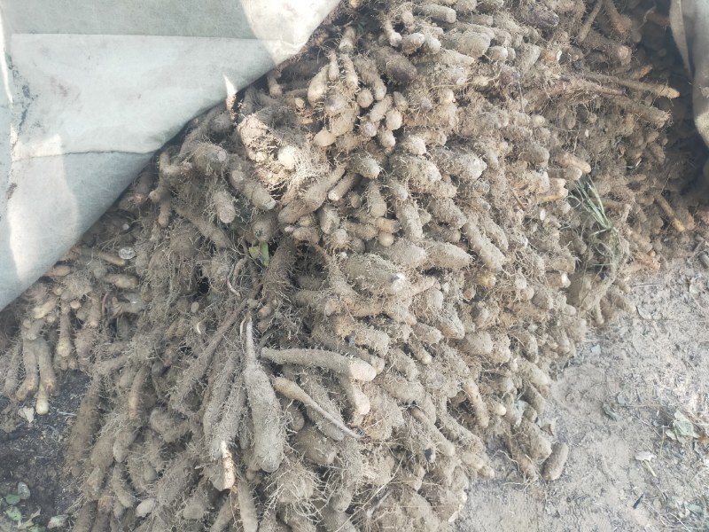 【精品】山药大量上市代发全国一手货源品质保证