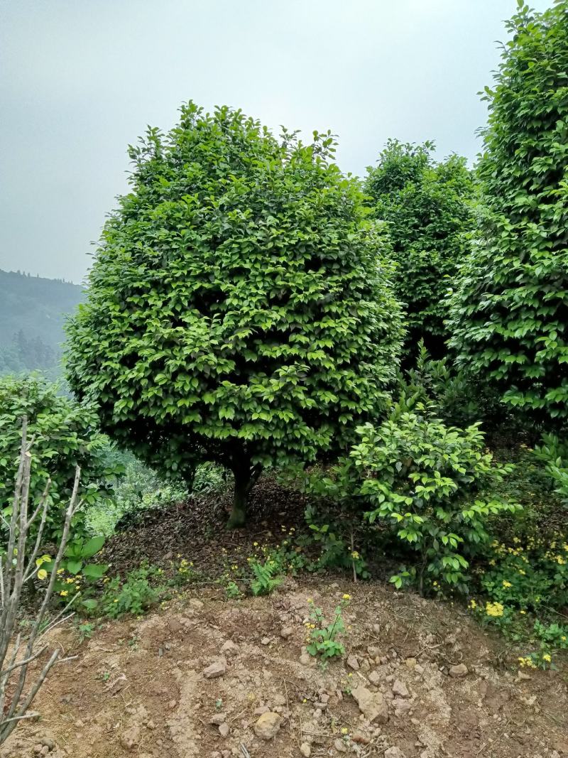 茶花