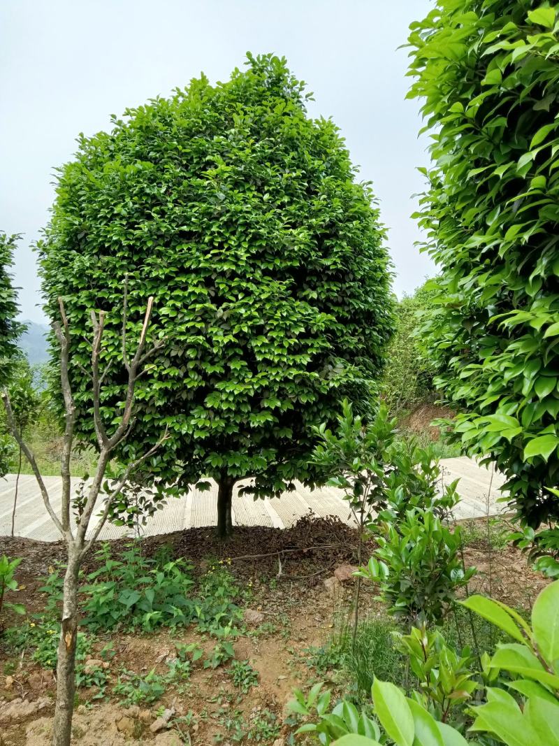 茶花
