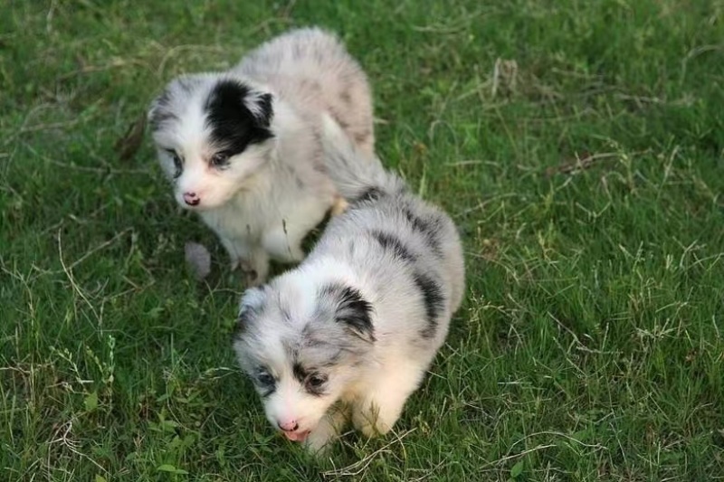 边牧一手货源纯血统高智商犬种可全国发货