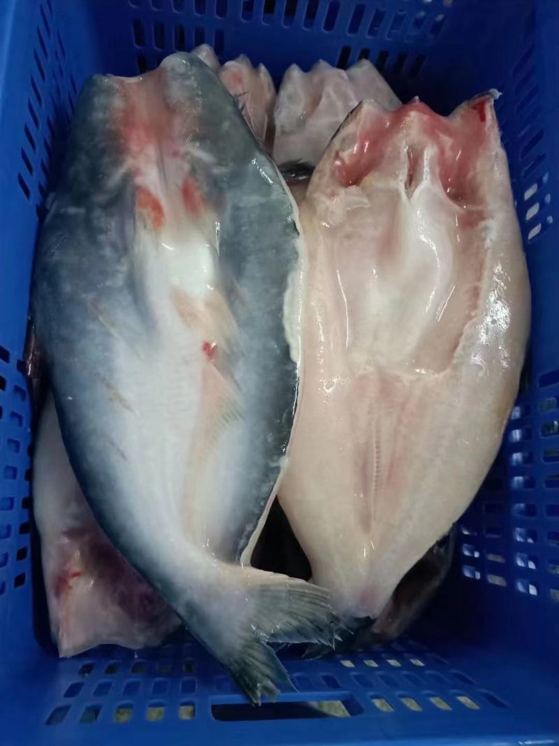 开背巴沙鱼