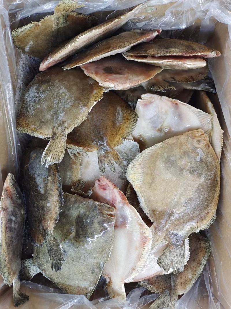 开背巴沙鱼
