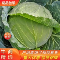 陕西三原县圆包菜可当地看货也可提前预定真诚服务欢迎来电
