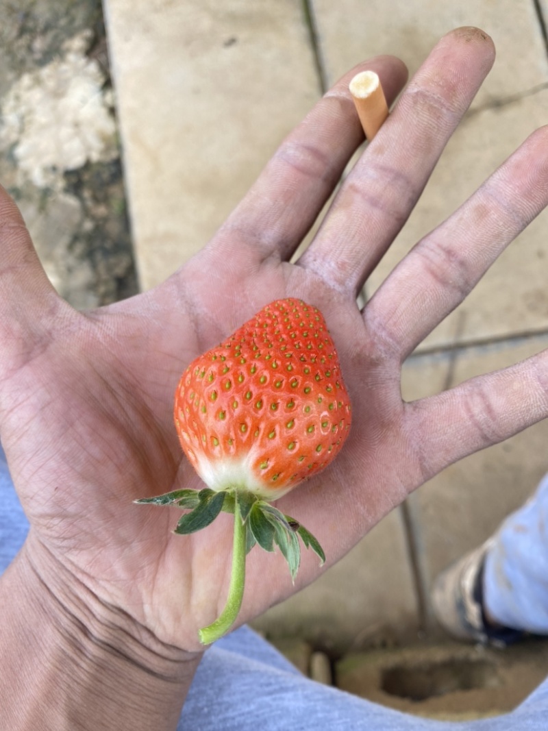 新鲜草莓可供大家