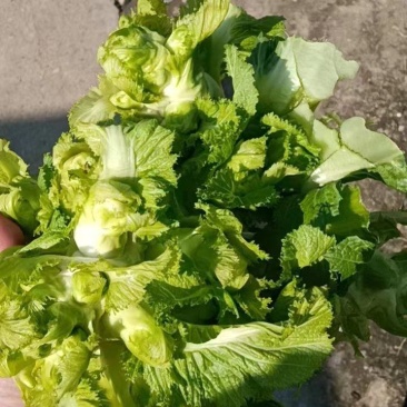 儿菜，产地直供，一手货源基地直发全国代发，量大从优可视频