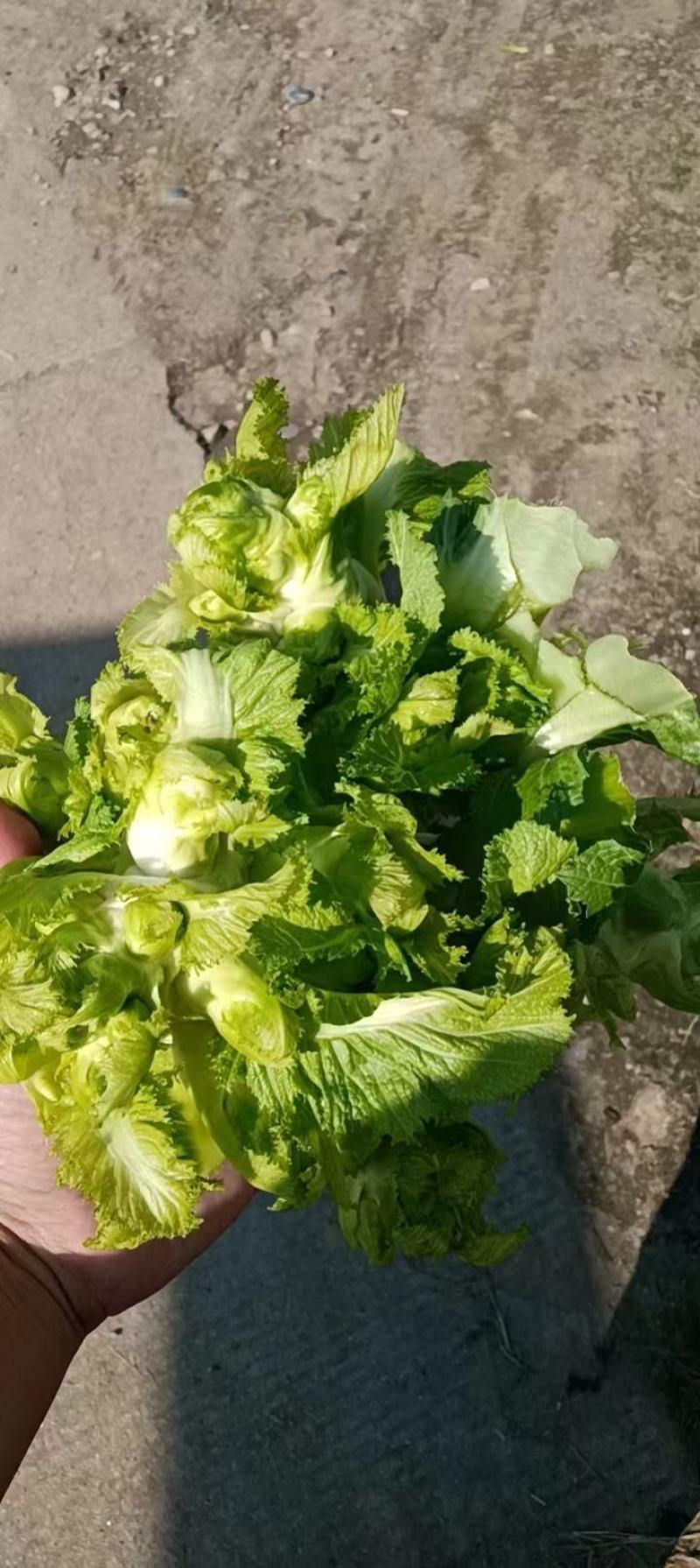 儿菜，产地直供，一手货源基地直发全国代发，量大从优可视频