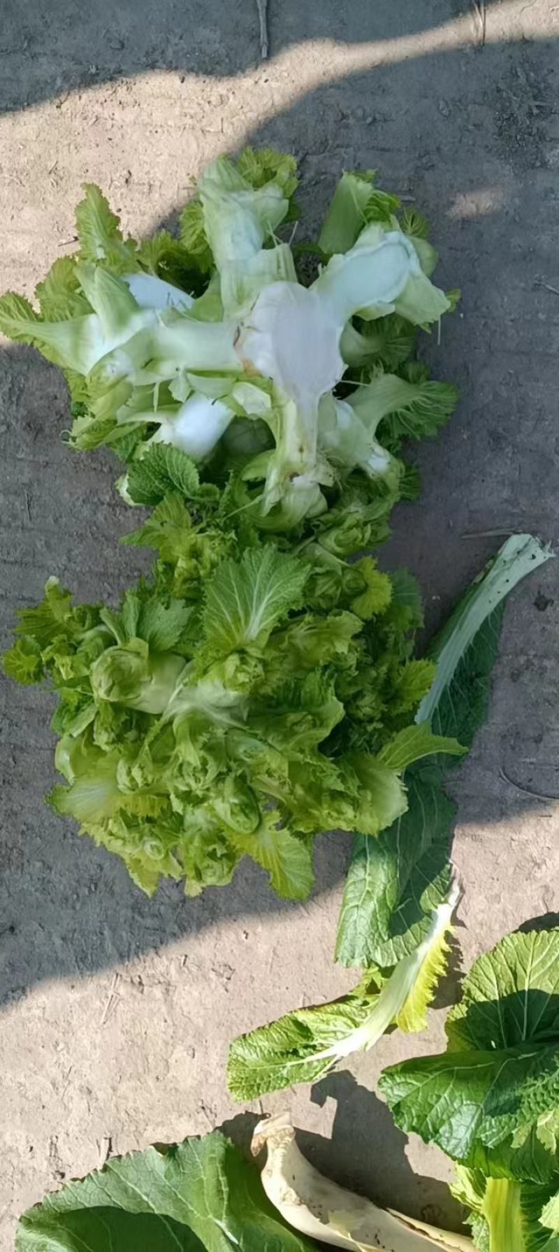 儿菜，产地直供，一手货源基地直发全国代发，量大从优可视频
