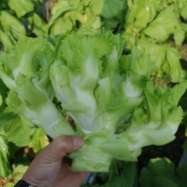 早熟儿菜