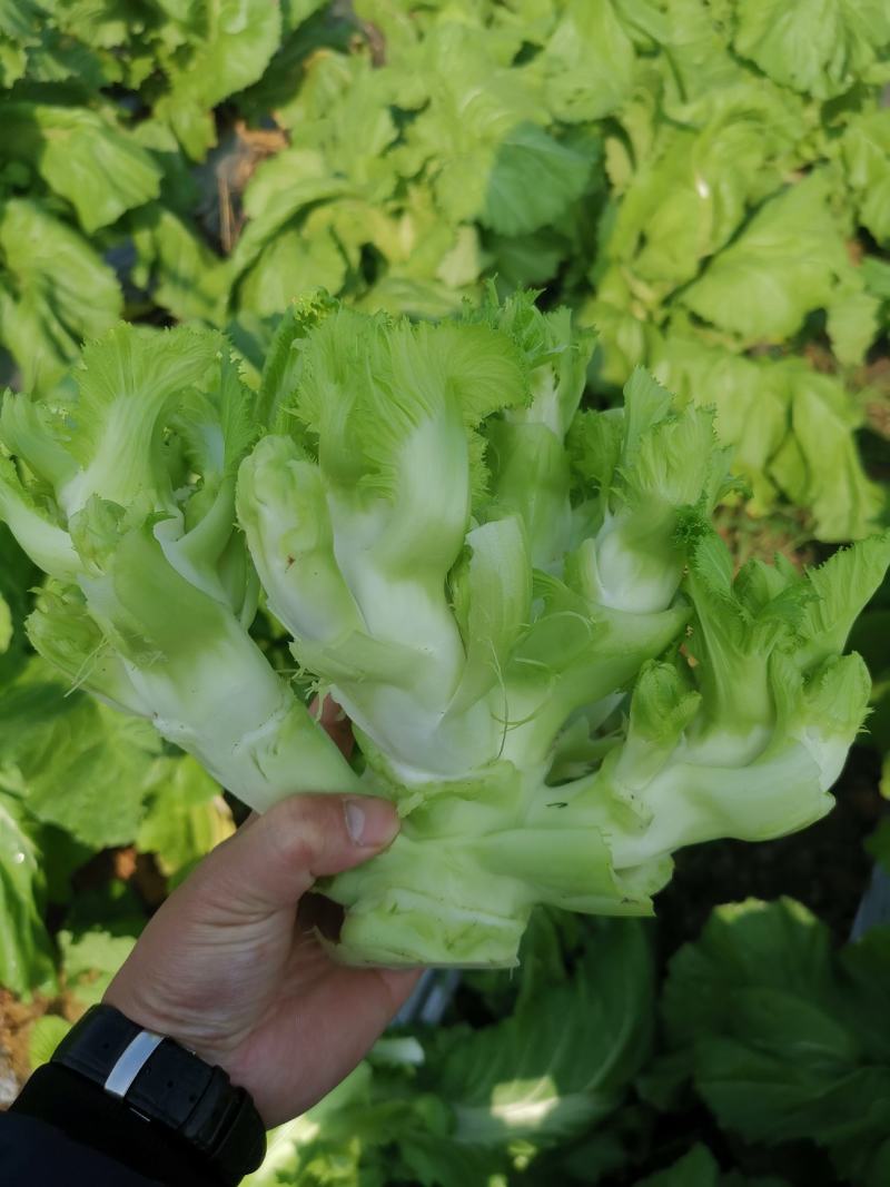 早熟儿菜