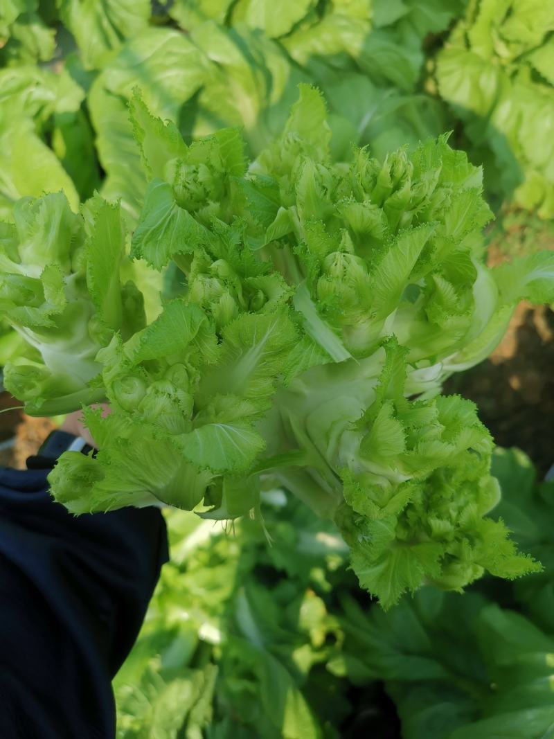 早熟儿菜
