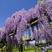 紫藤苗，爬藤植物四季开花藤围墙老桩紫藤萝树苗户外攀爬盆栽