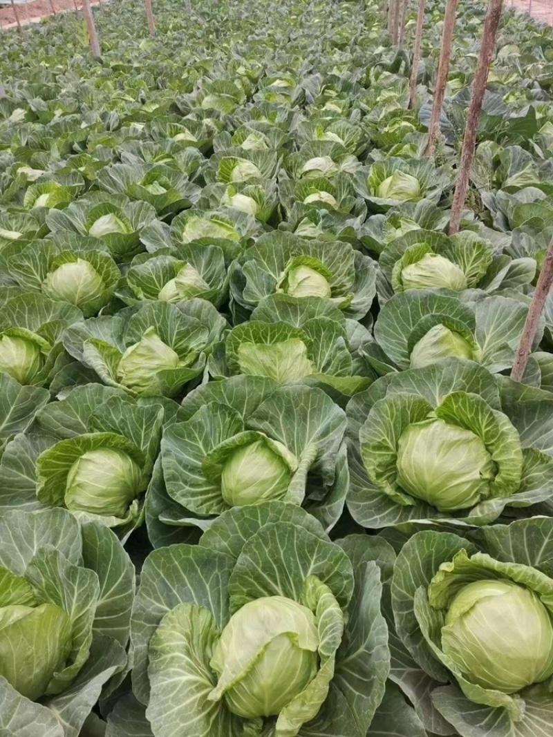 河北甘蓝产地大量生产经营