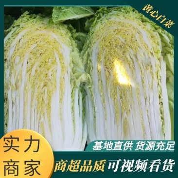 【实力】江苏优质白菜黄心大白菜大量上市欢迎来电洽谈