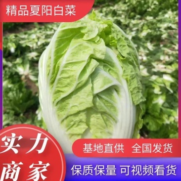 【实力】江苏优质夏阳菜大量上市中欢迎新老客户前来选购
