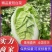 【实力】江苏优质夏阳菜大量上市中欢迎新老客户前来选购