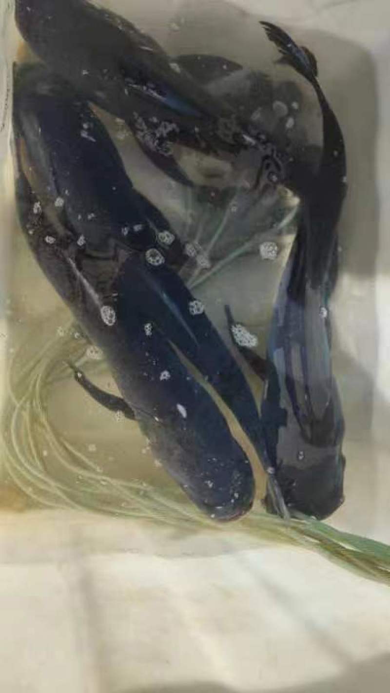 【推荐】千岛湖生态有机包头鱼活鱼打包可以现杀真空包装
