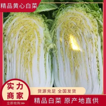 【精品】全国江苏精品黄心白菜大量上市，基地直供，保质保量