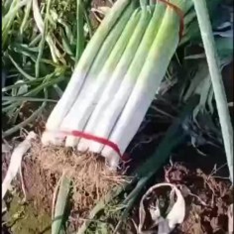 长白大葱产地直供，货源充足葱白长口感好一手货源质量保障
