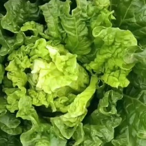 津青60大白菜