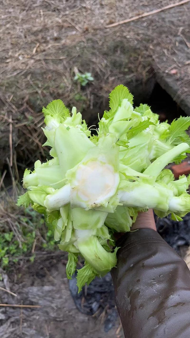四川儿菜