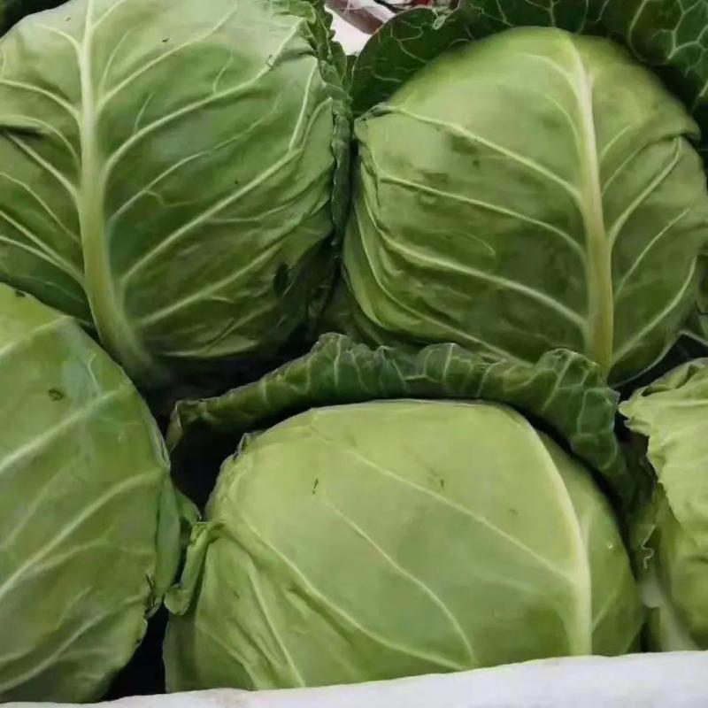 本地优质甘蓝大量上市中欢迎新老客户前来选购