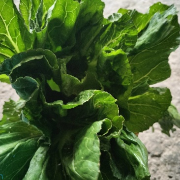 广西桂林芥菜产地直供全国发货