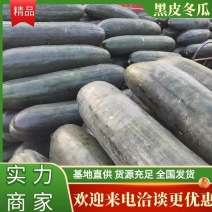 本地黑皮独藤冬瓜大量上市啦大量供应欢迎新老客户前来选购
